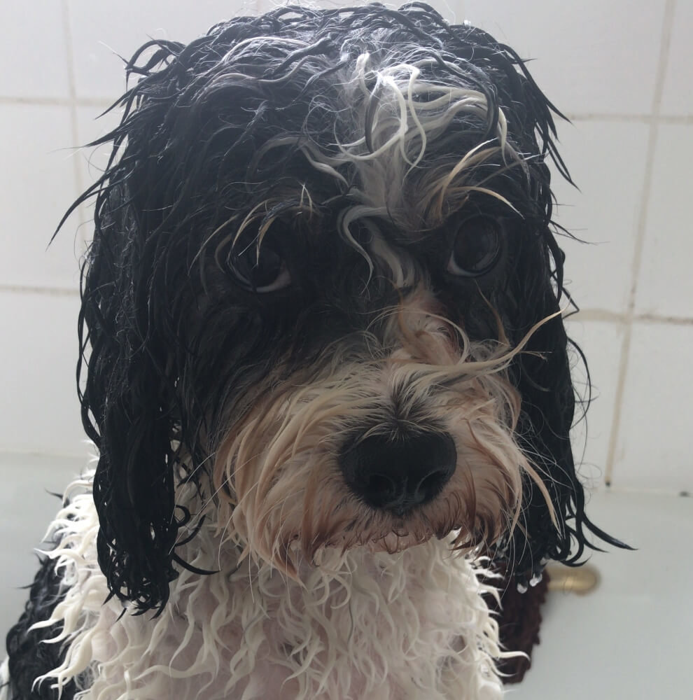 Black and White Dog in Bathtub
