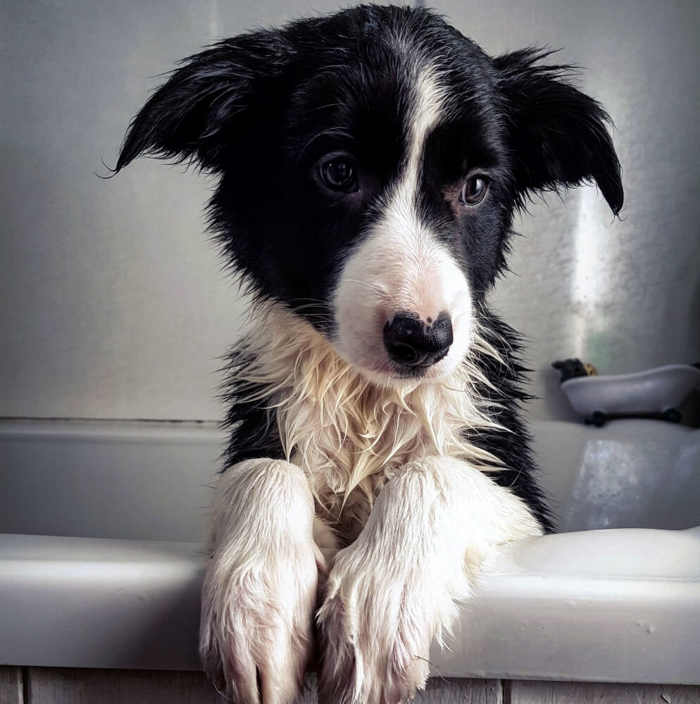 Border Collie in Bathtub