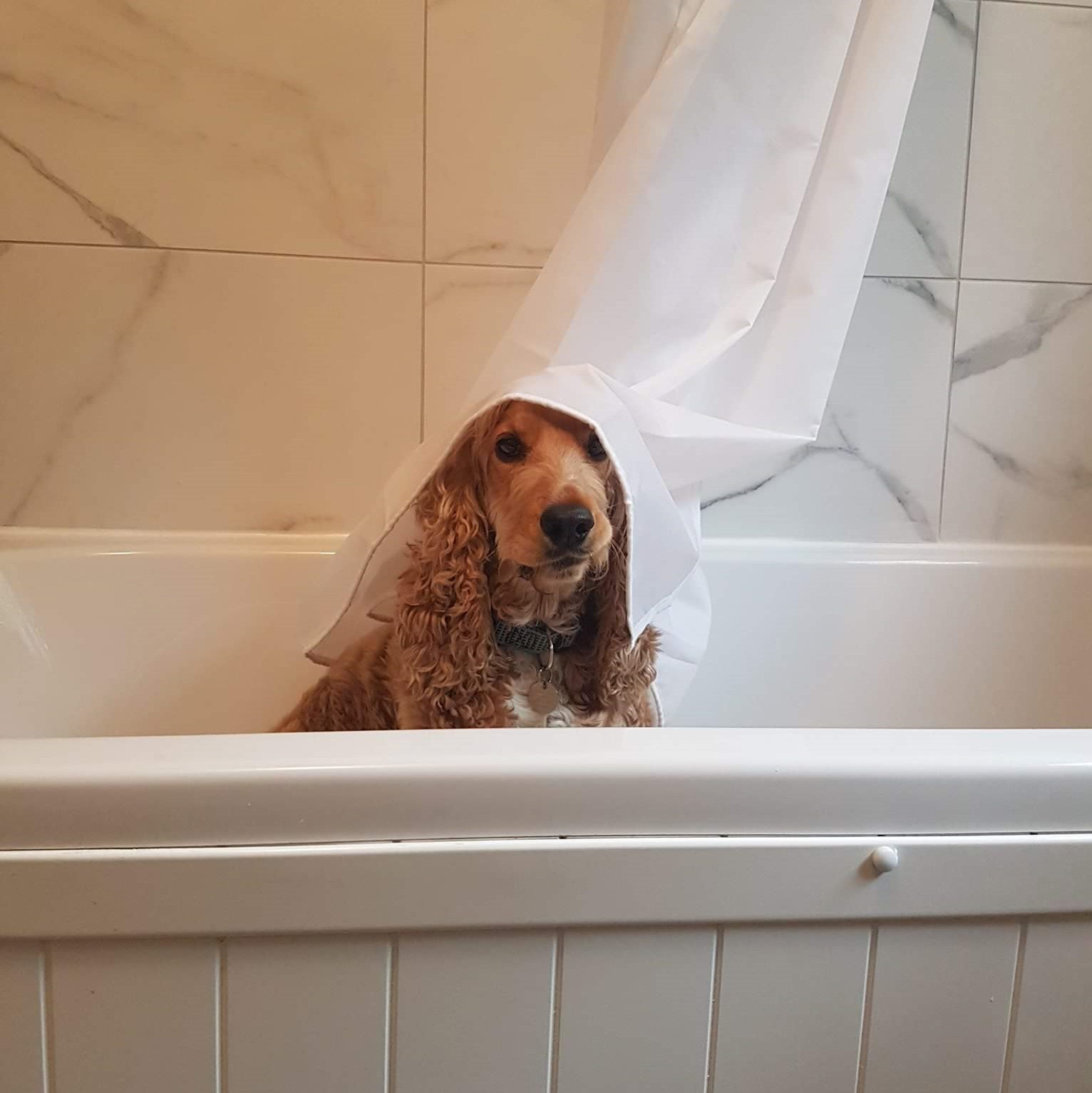 Light Brown Spaniel in Bathtub