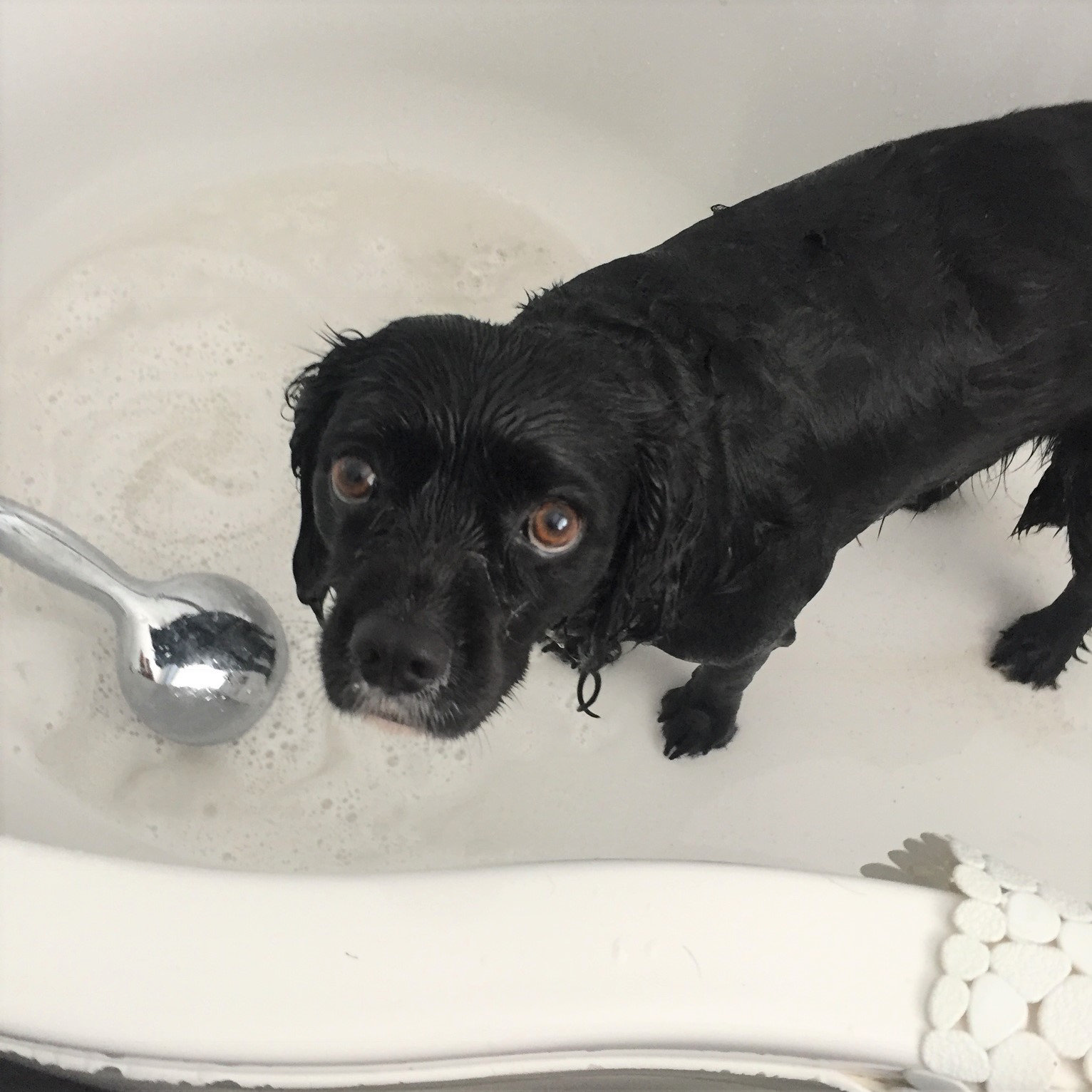 Black Spaniel in Bathtub