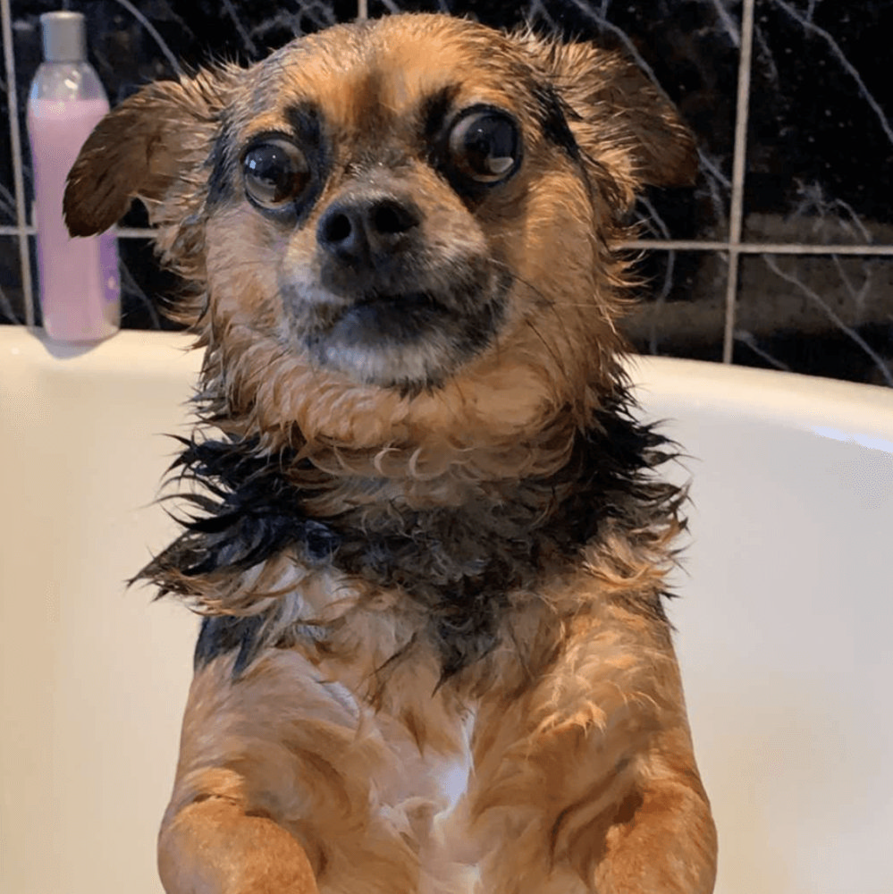 Brown and Black Dog in Bathtub 