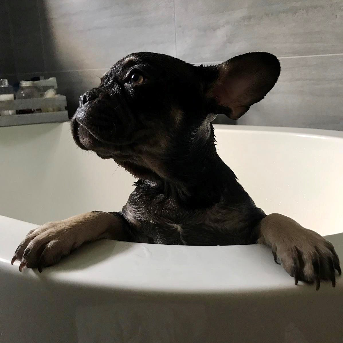 French Bulldog in the Bathtub