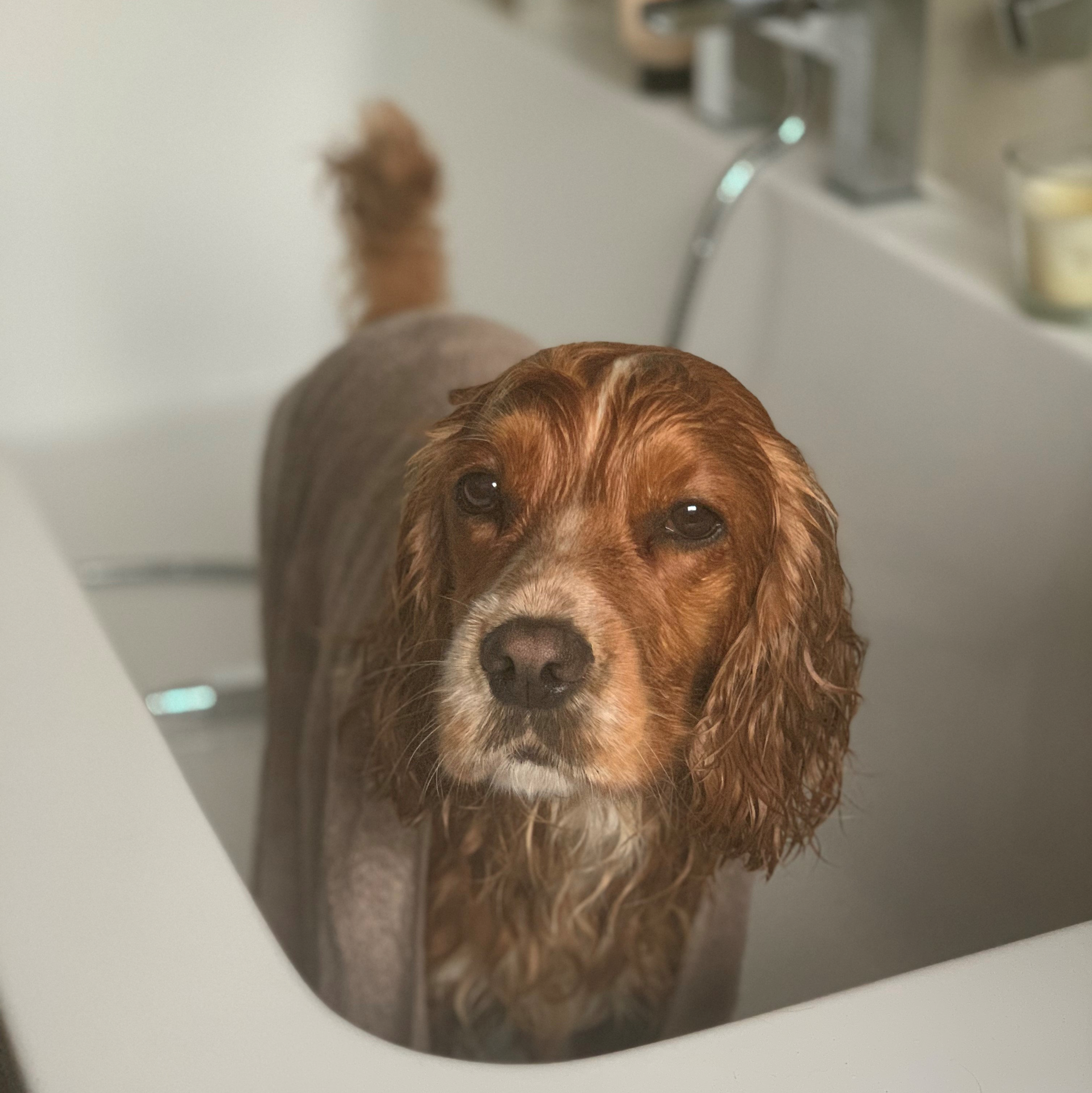 Spaniel in Bathtub