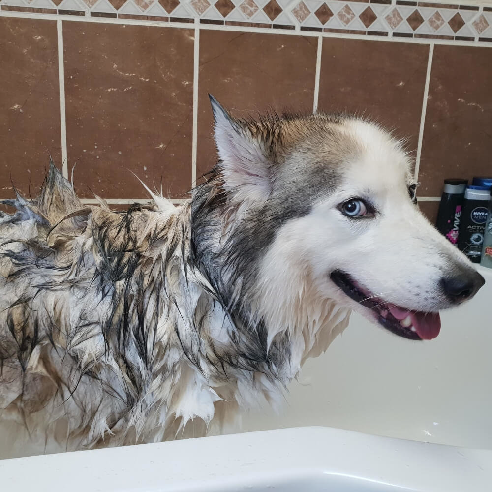 Husky in Bathtub