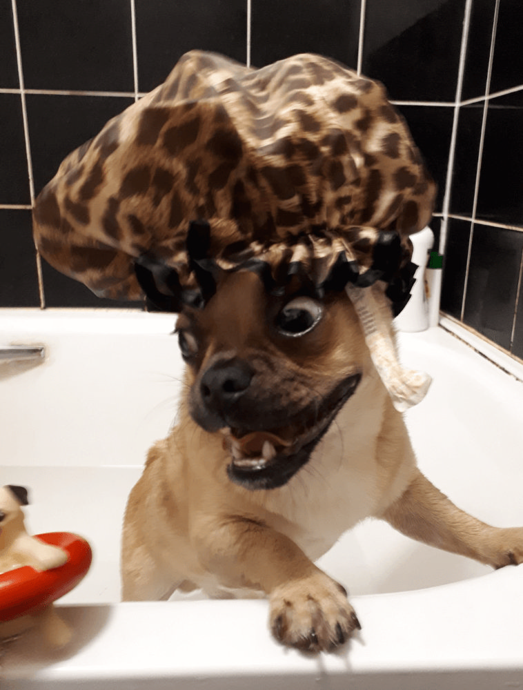 Brown Pug in Bathtub 