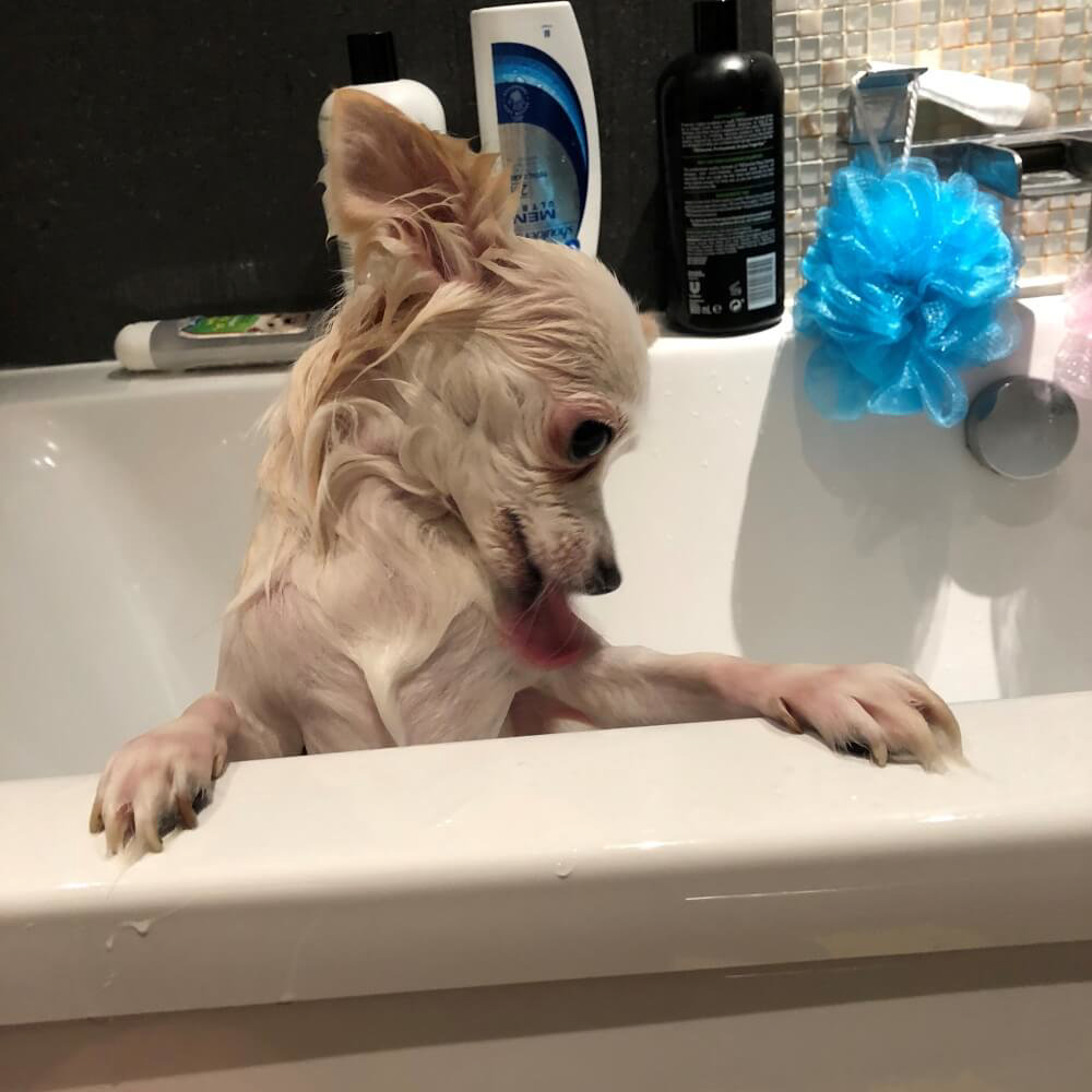 Chihuahua in Bathtub