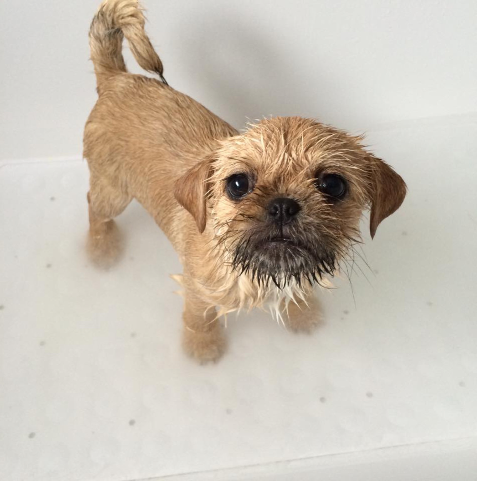 Little Brown Dog in Bathtub