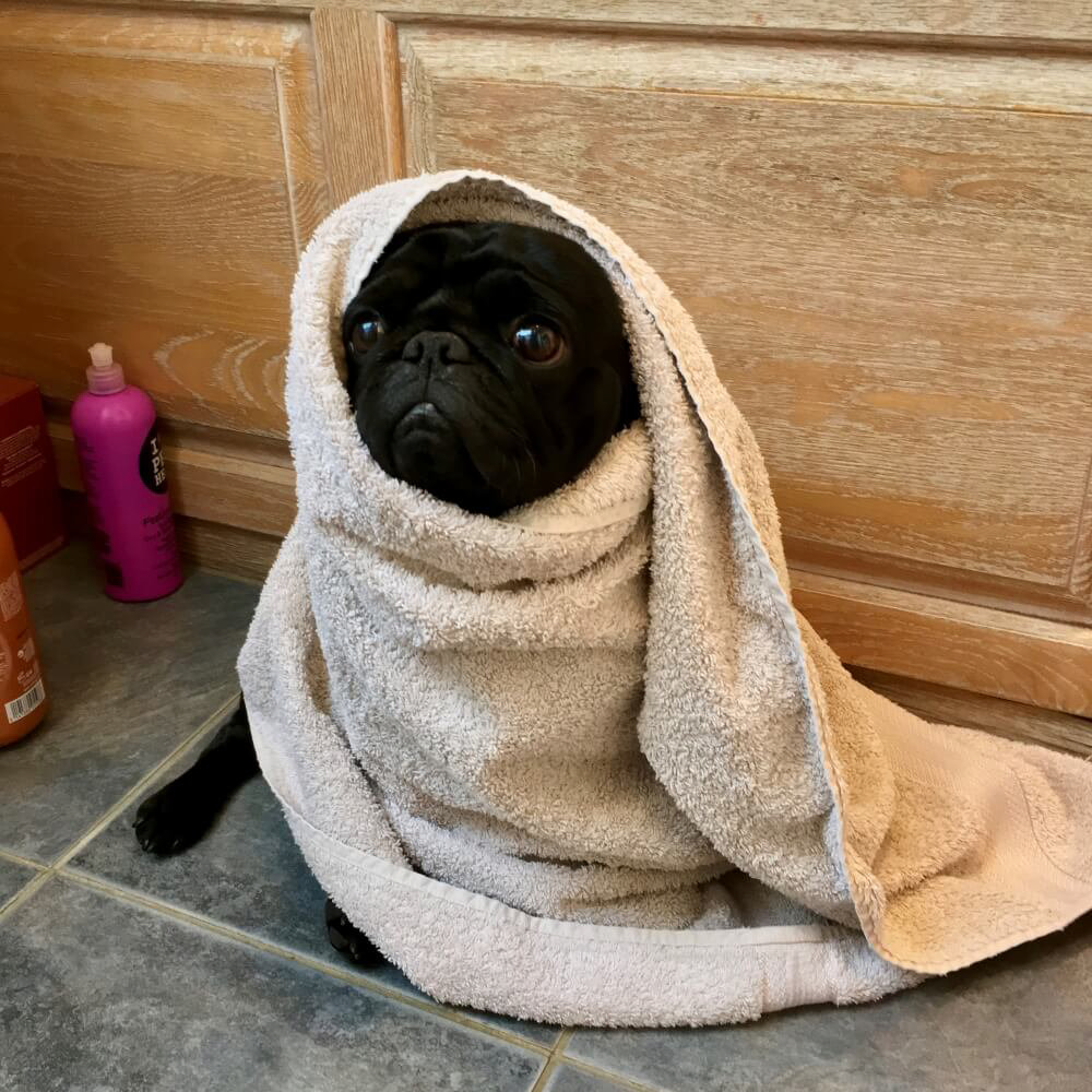 Black Pug in Bath Towel
