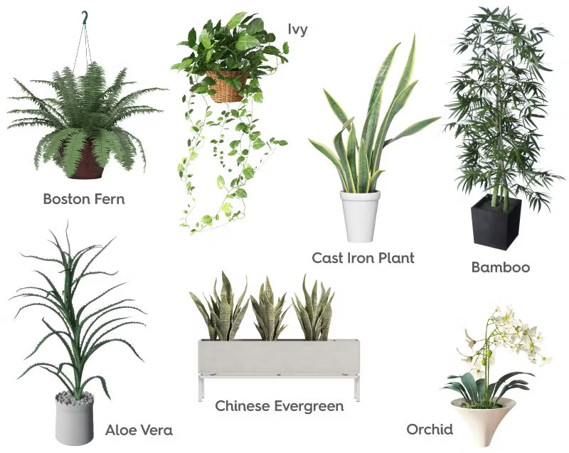 Collage of seven popular bathroom plants: Boston Fern, Ivy, Cast Iron Plant, Bamboo, Aloe Vera, Chinese Evergreen, and Orchid, perfect for adding greenery and purifying the air.