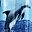 Dolphins