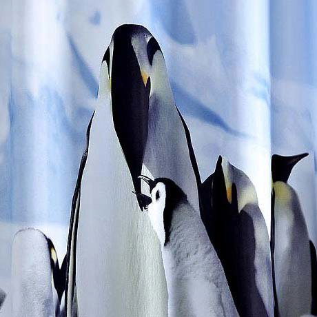 Aqualona Penguins Polyester Shower Curtain - W1800 x H1800mm - 46456 Profile Large Image