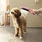 hansgrohe DogShower 3-Spray Dog Shower Handset - Pink Large Image