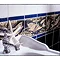 V&A - Fish Panel Set 4 Decor Wall Tiles - 152x152mm - VA901024 Profile Large Image